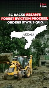 Assam Evictions - A bunch of yellow flowers